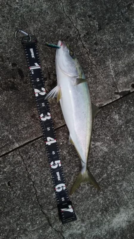 久しぶりムコイチ