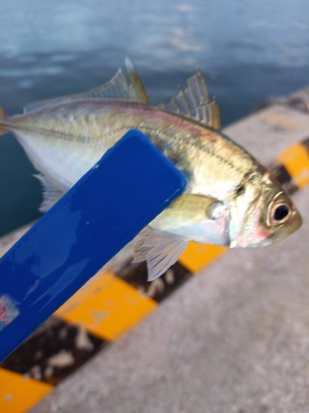 期待してなかったのに