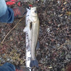 フラッシュブーストは凄い