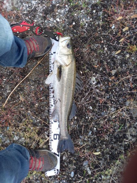 フラッシュブーストは凄い