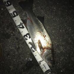 楽しいヒラセイゴ