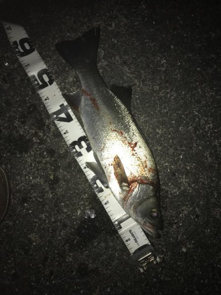 楽しいヒラセイゴ