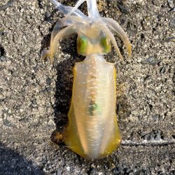 激シブのディエギング