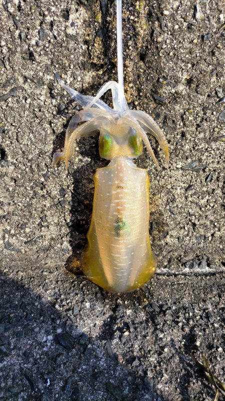 激シブのディエギング