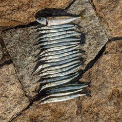 淀川でサヨリ釣り