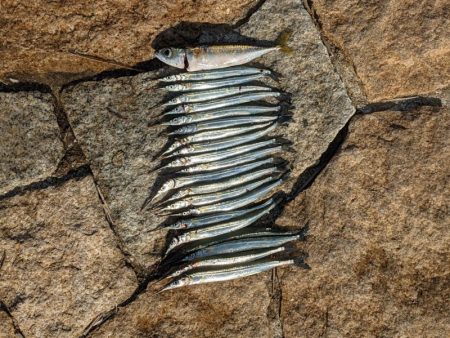 淀川でサヨリ釣り