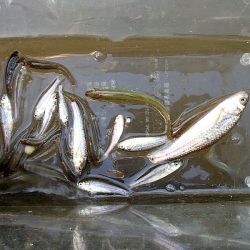 15分 お手軽フィッシング