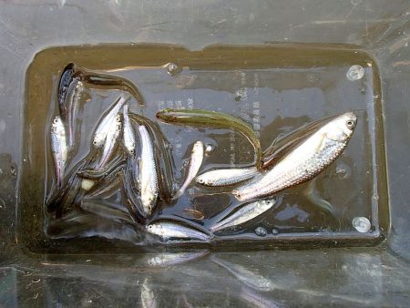 15分 お手軽フィッシング