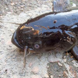 サプライズゲスト登場