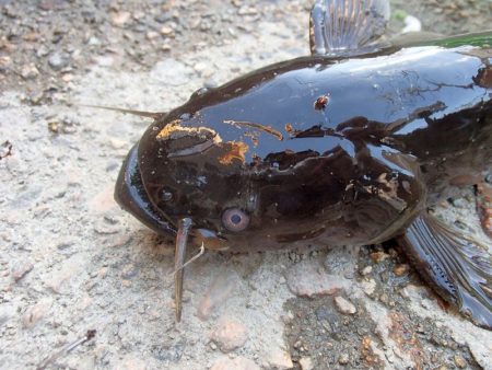 サプライズゲスト登場