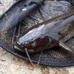 サプライズゲスト 再来