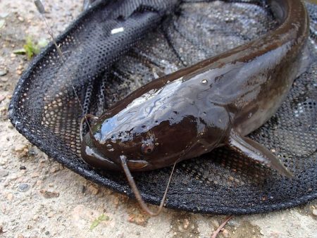 サプライズゲスト 再来