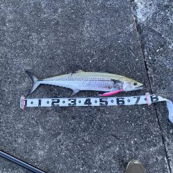 爽やかサワラ〜