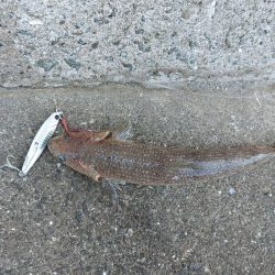 プチsalt water game