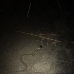 5目釣り…達成?