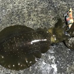 朝マズメのアオリイカ