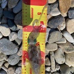 初エギング！昼間に釣り上げた。