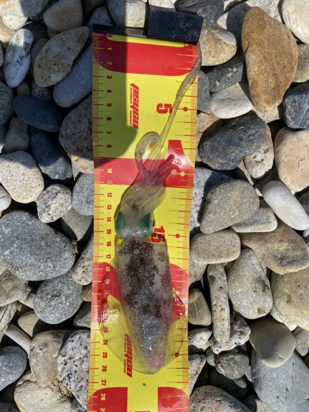 初エギング！昼間に釣り上げた。