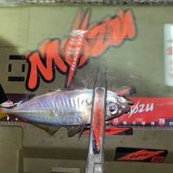 豆アジを釣るための答え合わせ