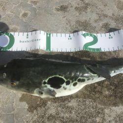 尺寸前トラフグ