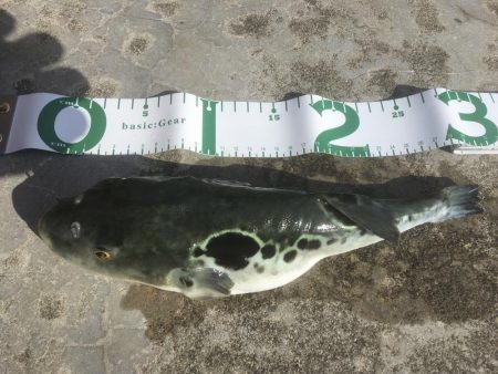 尺寸前トラフグ