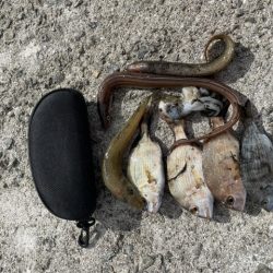 いろいろ釣れました