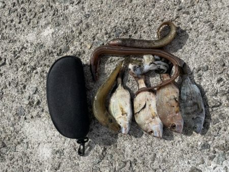 いろいろ釣れました