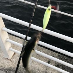 太刀魚の居なくなったシーサイド
