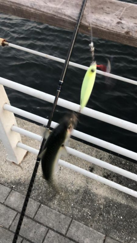 太刀魚の居なくなったシーサイド