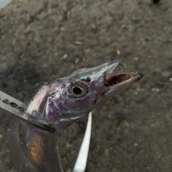 エサに頼ってみたけど……