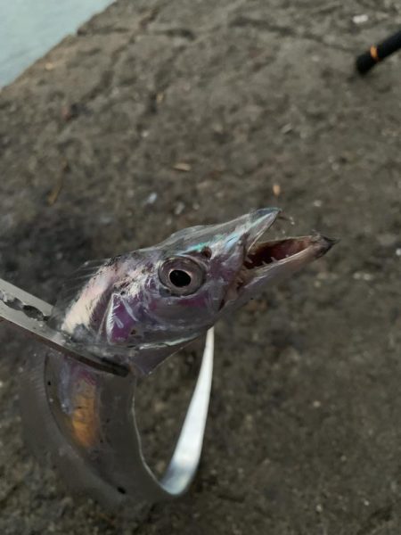 エサに頼ってみたけど……