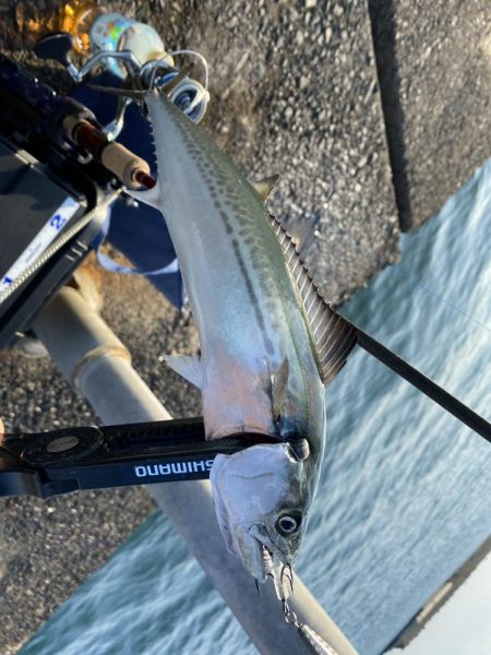 サゴシが入ればピッチングで入れ食い