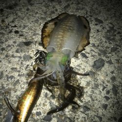 朝マズメのエギング