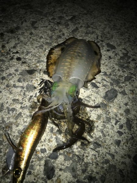 朝マズメのエギング