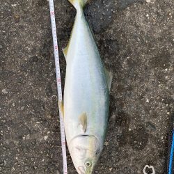 久々のメジロさん