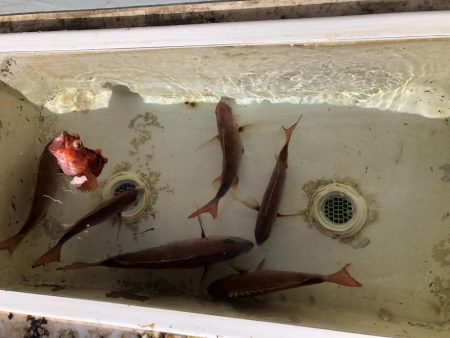 明石タイラバ！！