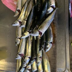 サビキ⭐︎あじ