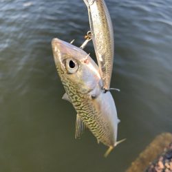 湾奥、鯖だらけ！