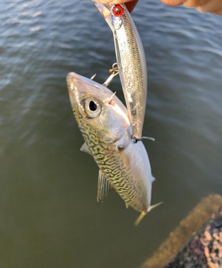 湾奥、鯖だらけ！