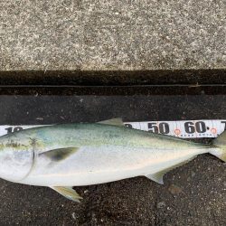 ブリまであとちょっと