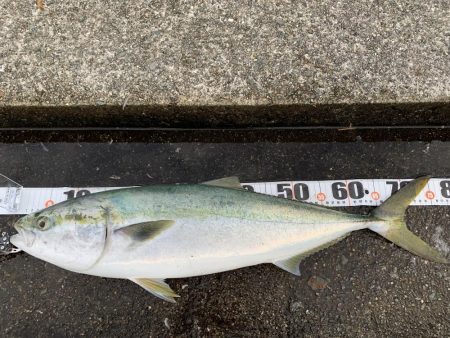 ブリまであとちょっと