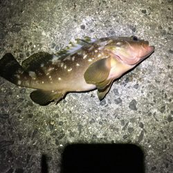 ショアジギ敗北