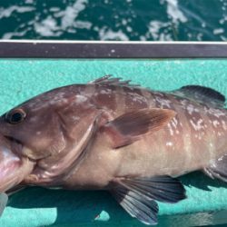 大原沖、泳がせヒラメ