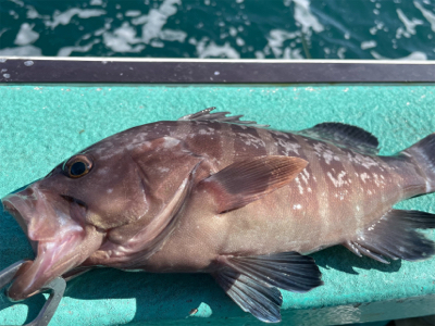 大原沖、泳がせヒラメ