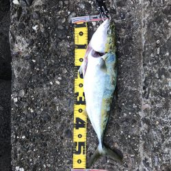 泉佐野でハマチ大(ほぼメジロ)