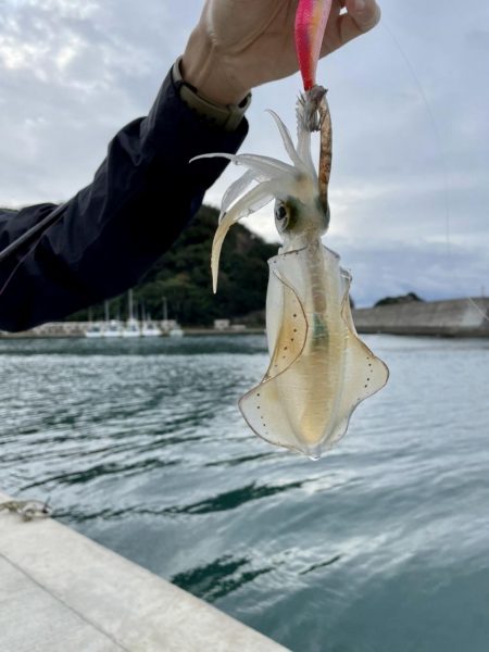 アオリイカに会いたい