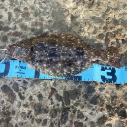 久しぶりのショアからの釣り