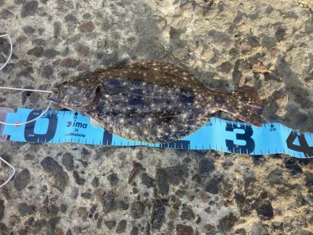 久しぶりのショアからの釣り