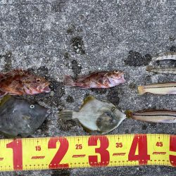 明石海峡大橋の下からの投げ釣りと胴突き釣り