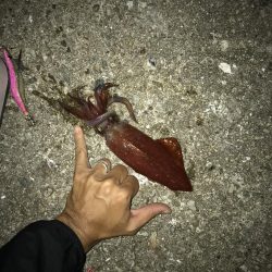 ケンサキ　アオリ　ツバス